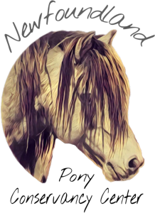 Newfoundland Pony Conservancy Center