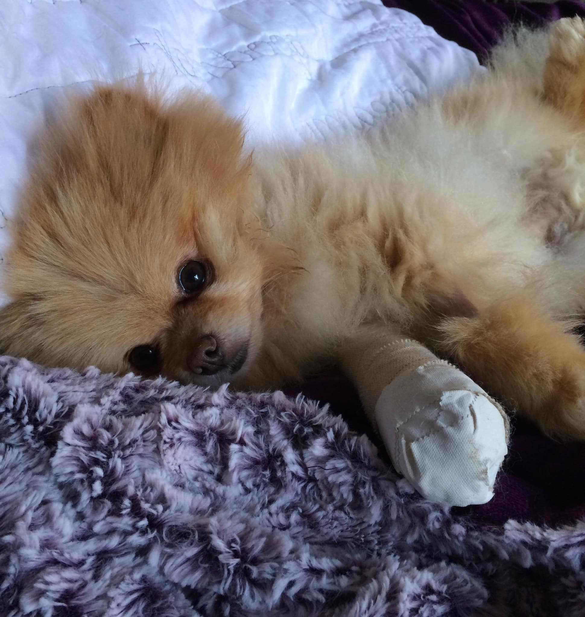 Pomeranian dog hot sale rescue