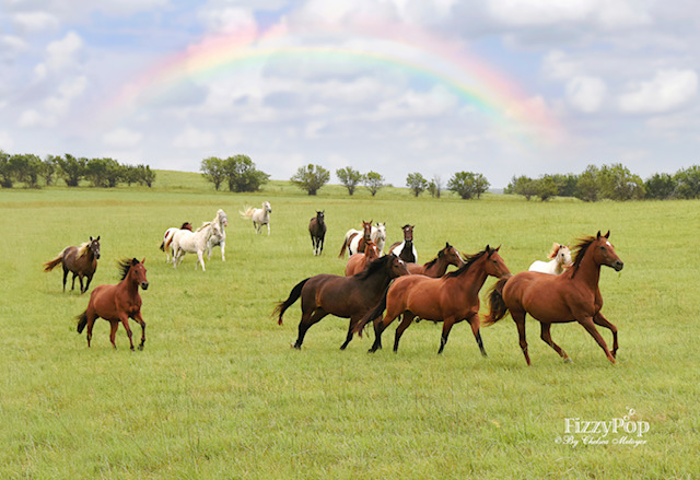 Rainbow-Meadows-041small