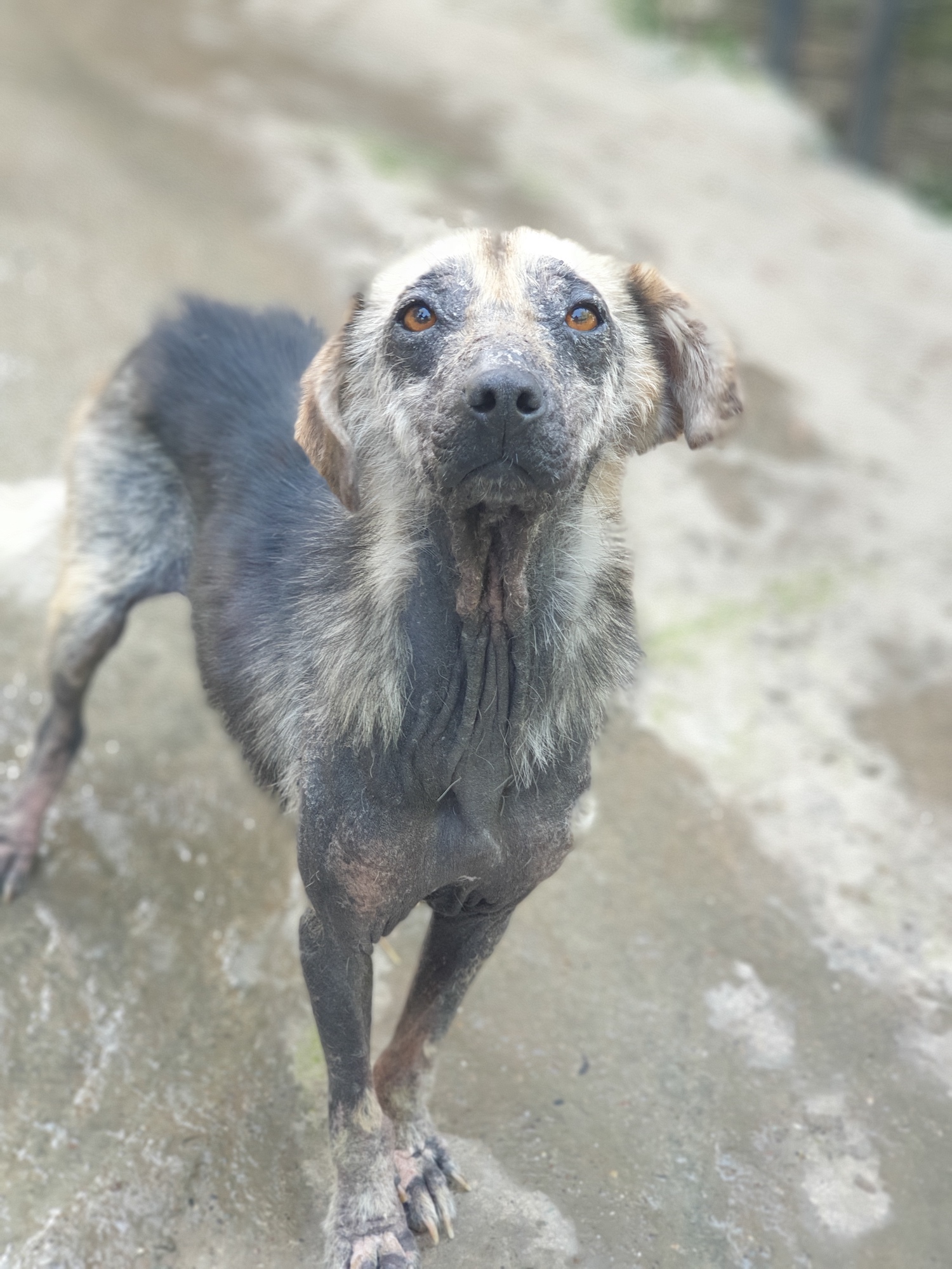 Home - Dharamsala Animal Rescue