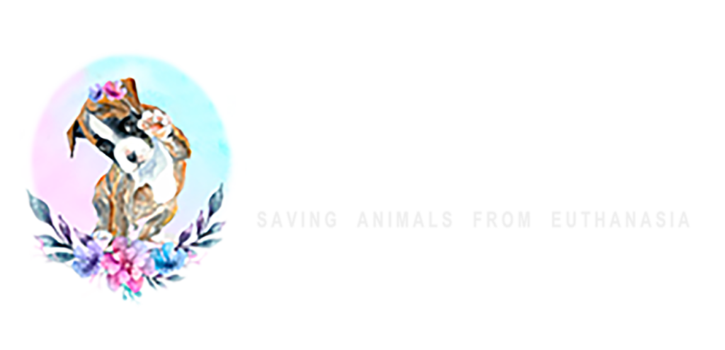SAFE_rescue_team2_L