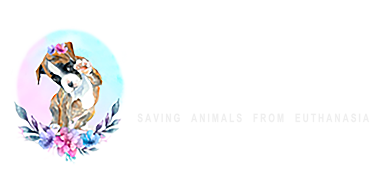 SAFE_rescue_team2_L