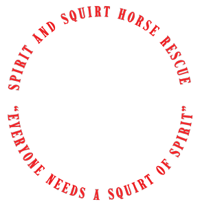 Spirit and Squirt Horse Rescue