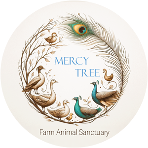Mercy Tree Farm Animal Sanctuary