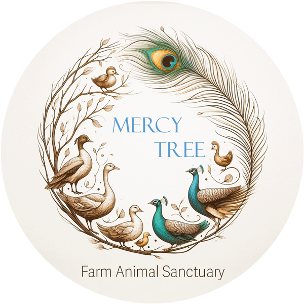 Mercy_logo_rev_600 Mercy_logo_rev_600