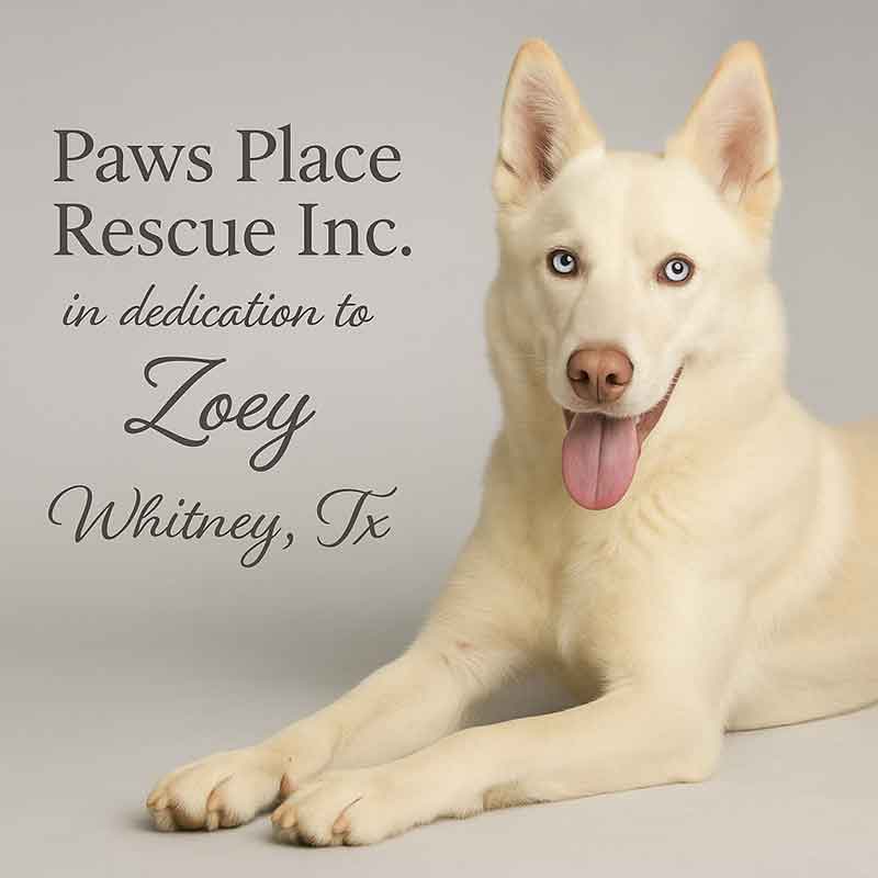 PawsPlaceRescue_77CBD9BE_sm