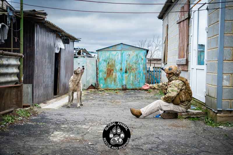 GlobalAnimalRescue_DSF4636-(1)_sm