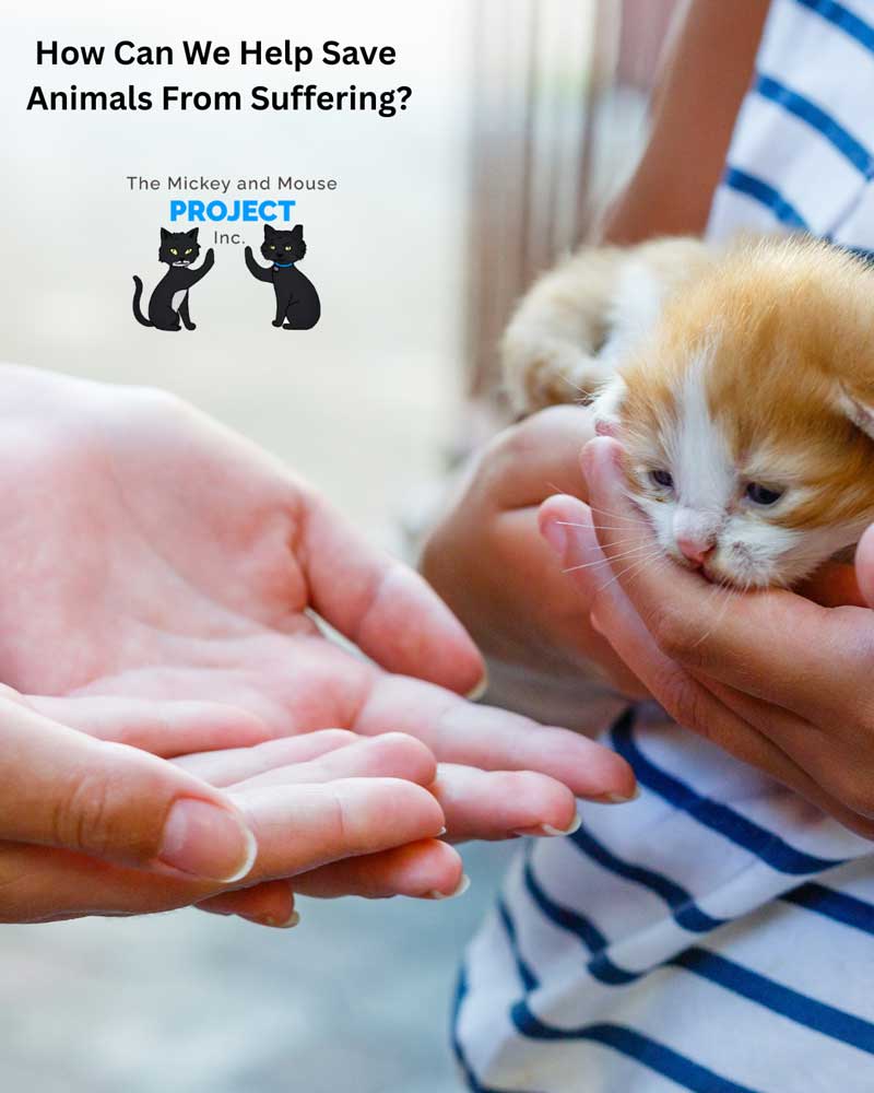 How-Can-We-Help-Save-Animals-From-Suffering_sm