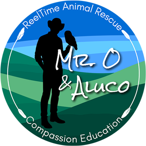 Mr.-O & Aluco